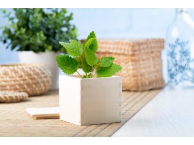 Merin, mint herb pot